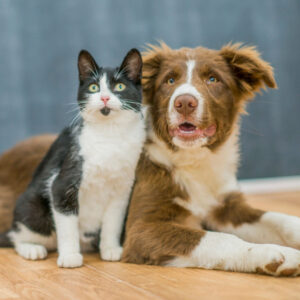 Dyrefoder og tilbehør